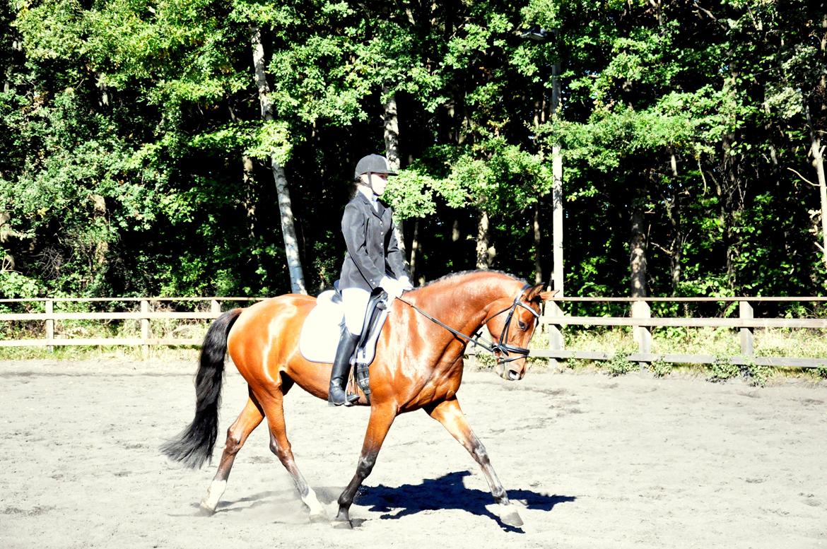 Dansk Varmblod Cherie HS billede 20