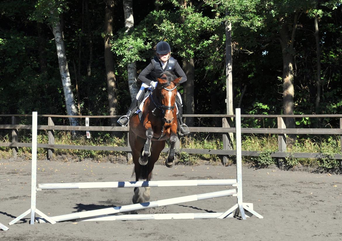 Dansk Varmblod Cherie HS billede 21