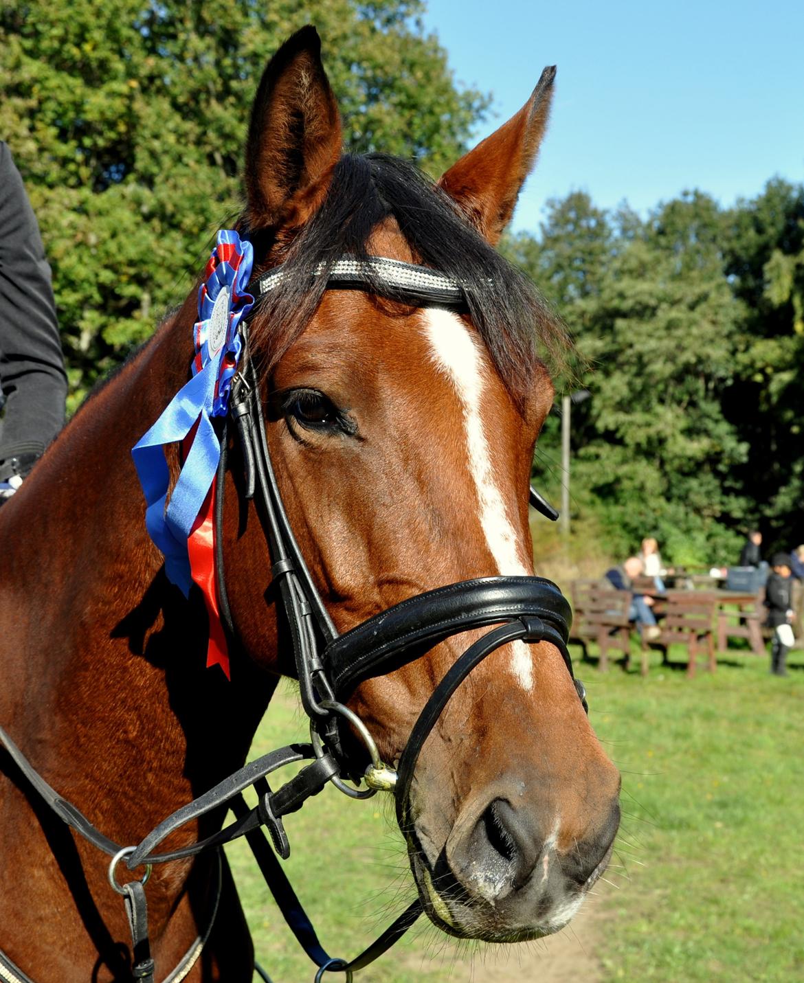 Dansk Varmblod Cherie HS billede 22