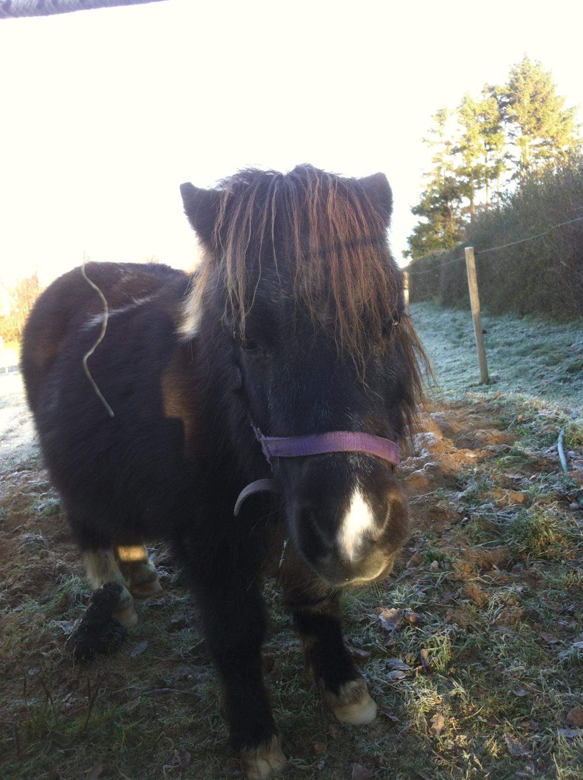 Dansk Miniature Egehøjs Palermo Picasso billede 2