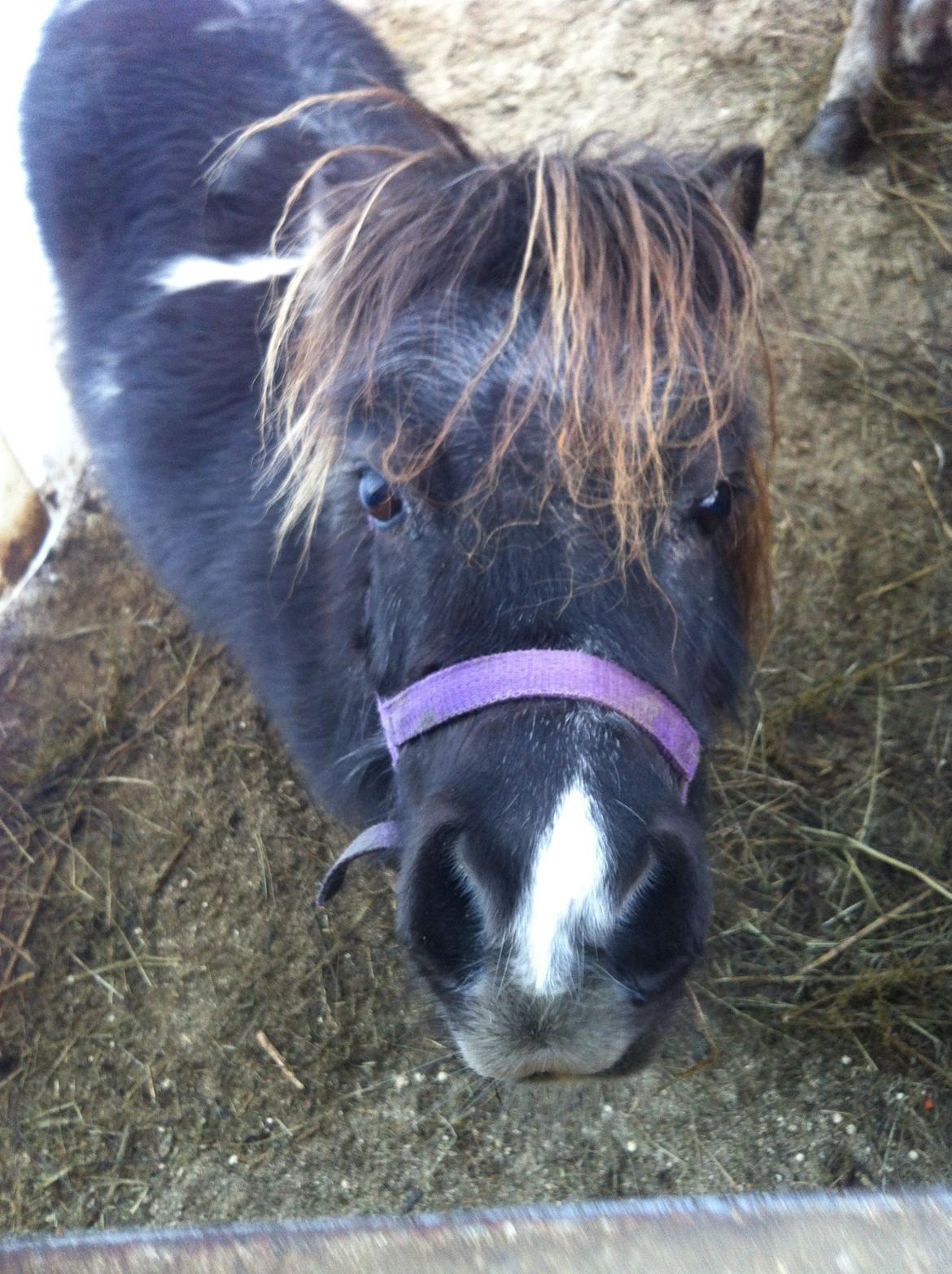 Dansk Miniature Egehøjs Palermo Picasso billede 1