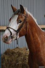 DSP Roosgårdens Caol Ila - Caol som 3 årig billede 5