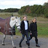 Welsh Pony (sec B) Bakkegaardens Oliver
