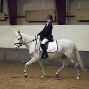 Welsh Pony (sec B) Bakkegaardens Oliver