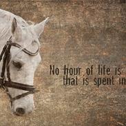 Welsh Pony (sec B) Bakkegaardens Oliver