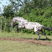 Knabstrupper Astor KNN 146