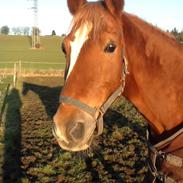 Anden særlig race Fantast