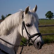 Welsh Pony af Cob-type (sec C) Santo