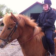 Islænder Hekla fra Tornby