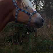 Haflinger Watson