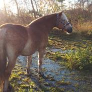 Haflinger Watson