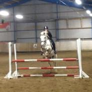 Anden særlig race Gucci (rideskole pony)