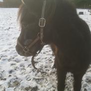 Anden særlig race Silas