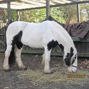 Irish Cob Stardust van Hippolacta