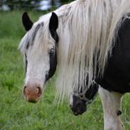 Irish Cob Stardust van Hippolacta