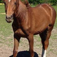 Dansk Varmblod Aslan (Baby)