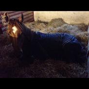 Dansk Varmblod Aslan (Baby)