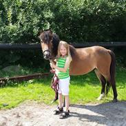 Anden særlig race Søndervangs Michign