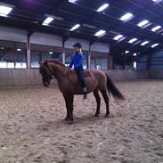 Anden særlig race Lundgaardens Chivas Regall