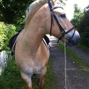 Fjordhest Lukas *SOLGT*