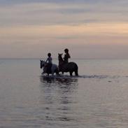 Anden særlig race Dyrekærgårds Indian Bahari