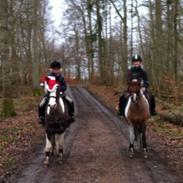 Anden særlig race Dyrekærgårds Indian Bahari