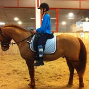 Anden særlig race Lundgaardens Chivas Regall