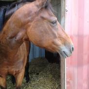 Hollandsk Sportspony lady(vsr)