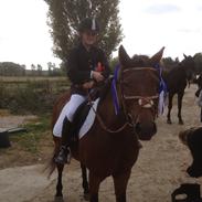 Hollandsk Sportspony lady(vsr)