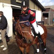 Hollandsk Sportspony lady(vsr)