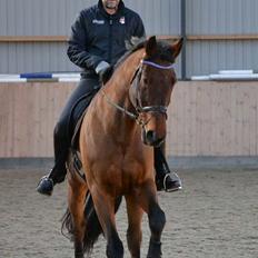 Dansk Varmblod Gørklintgårds Donau