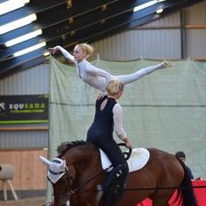 Dansk Varmblod Gørklintgårds Donau