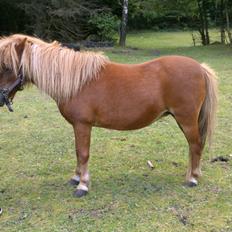 Shetlænder Queenie