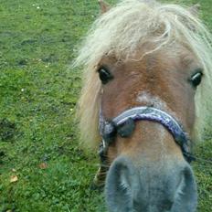 Shetlænder Queenie