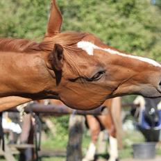 Dansk Varmblod Ullerups Indy †R.I.P †