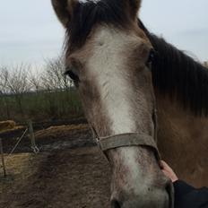 Anden særlig race Fararri