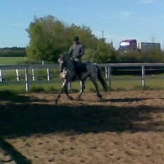 Knabstrupper Astor KNN 146