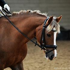 New Forest Firfod Flittiglize