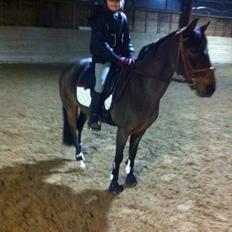 Svensk Sportspony  Ainée