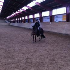 Svensk Sportspony  Ainée