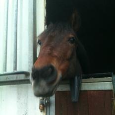 Svensk Sportspony  Ainée