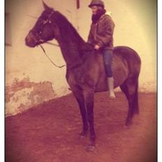 Palomino • Linnel's Angel