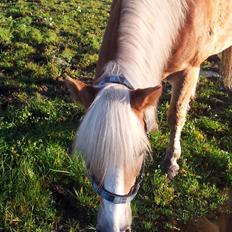 Haflinger Watson