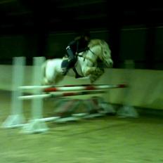 Irsk Sportspony Lancelot