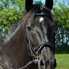 Oldenborg Stidsbjergs Meta