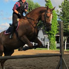 Dansk Varmblod Horskjærs Nobody