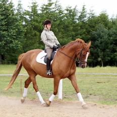 Dansk Varmblod Horskjærs Nobody