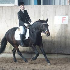 New Forest Stenhøjgaards Amanda <3