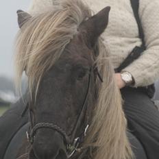 Islænder Jessi (Isle)