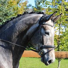 Dansk Varmblod I´mael